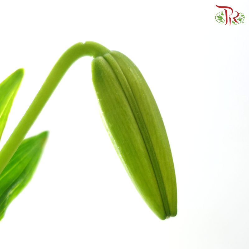 Tiger Lily Lancifolium 4+ -