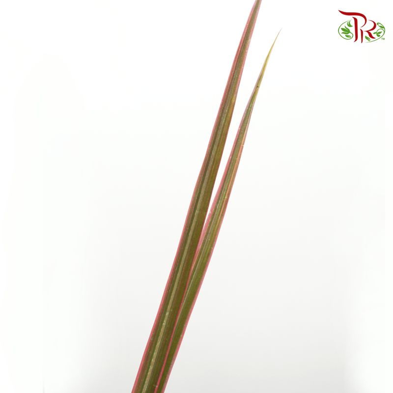 Marginata LeafGreen With Red Line -