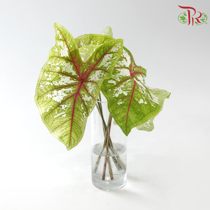 Caladium -