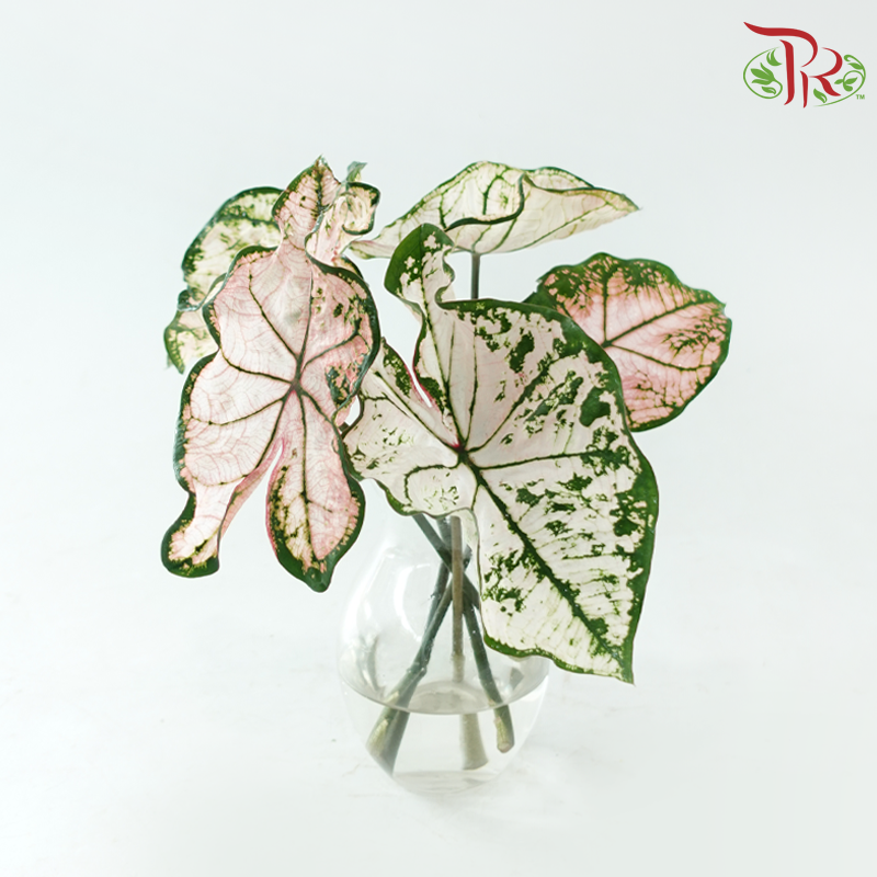 Caladium -