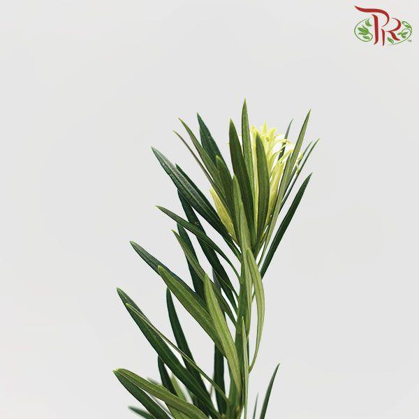 Carnation Leaf -