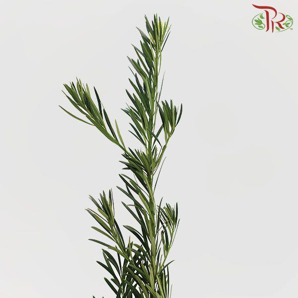 Carnation Leaf -