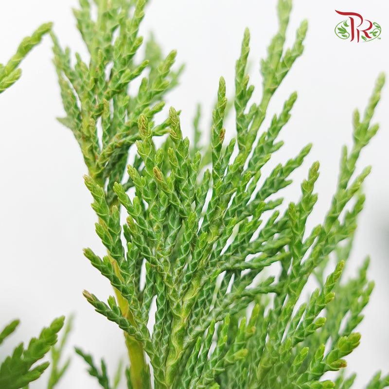 Cedar Leaf Dyed - Light Green 5 stems