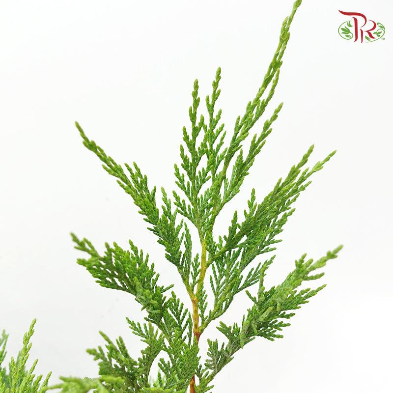 Cedar Leaf Dyed -
