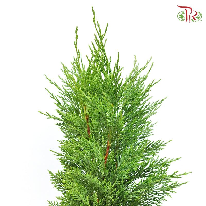 Cedar Leaf Dyed -