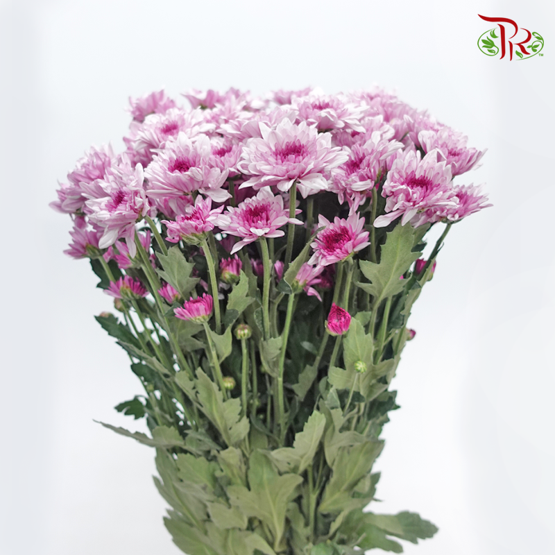 Chrysanthemum Pompom -