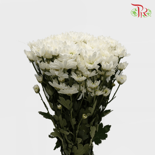Chrysanthemum Pompom -