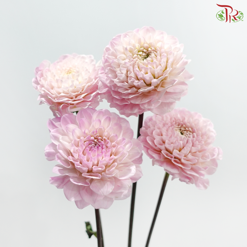 Dahlia -