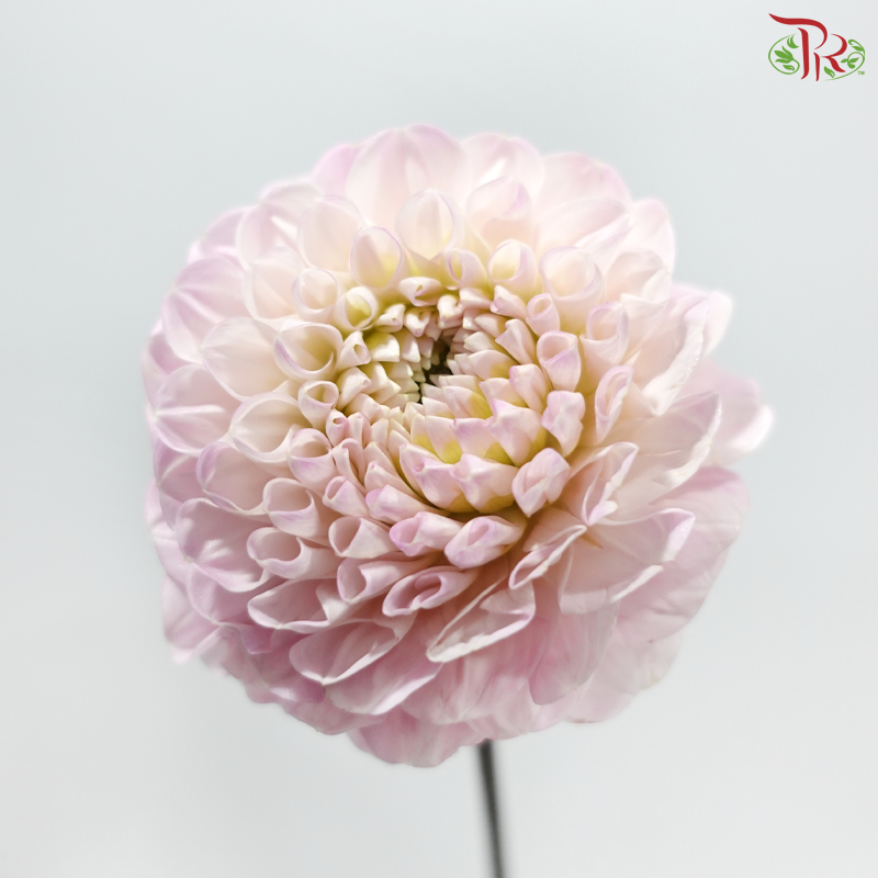 Dahlia -