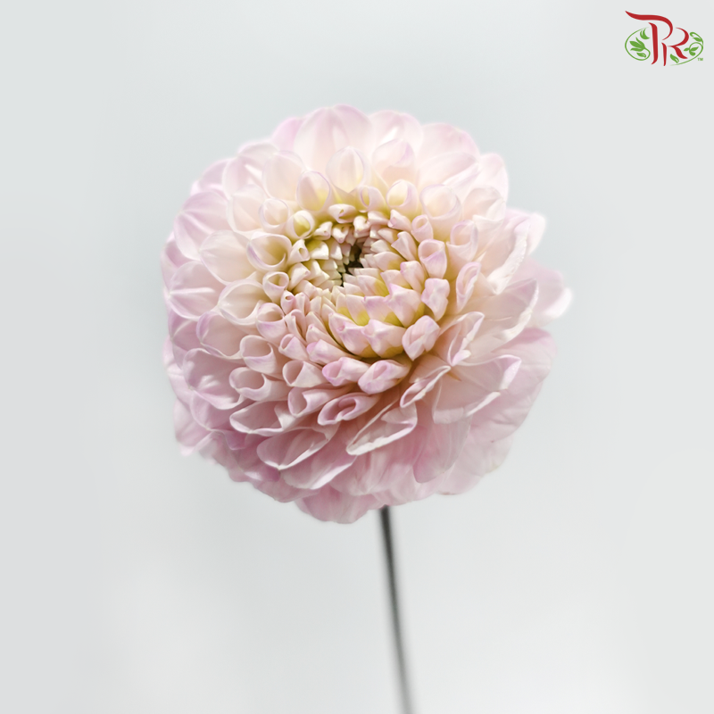 Dahlia -