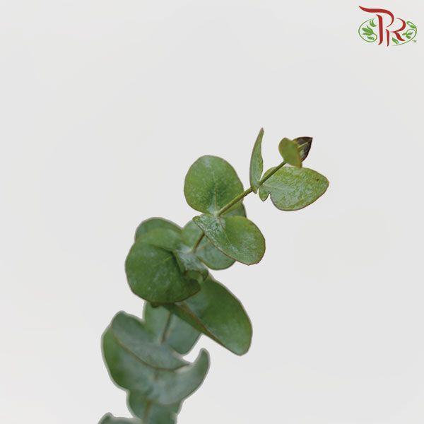 Eucalyptus Cineria -
