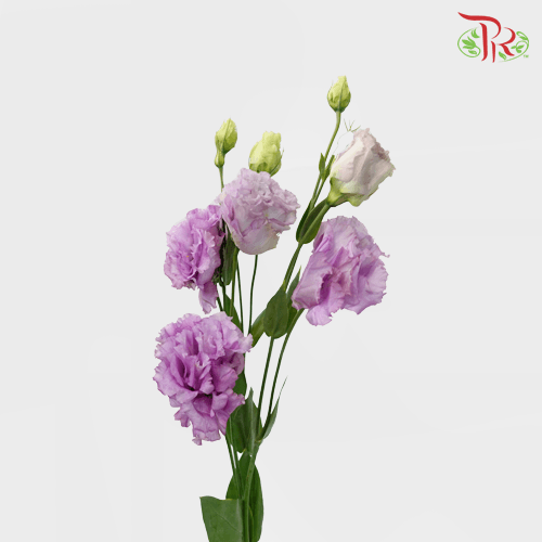 Eustoma Nessen -