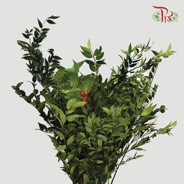 Evergreen Leaf《万年青》 -