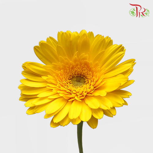 Gerbera -
