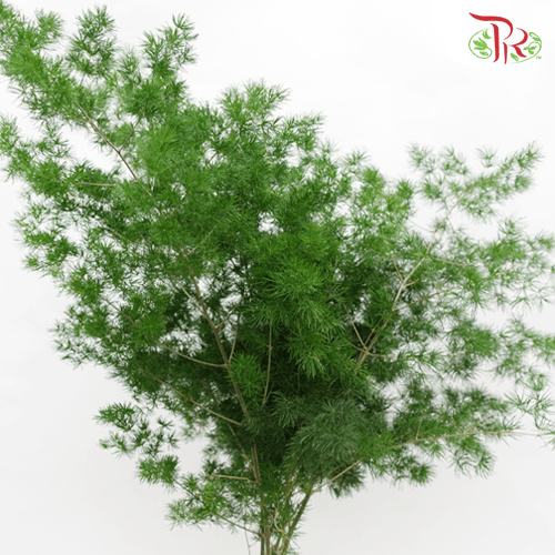 Fish Leaf -
