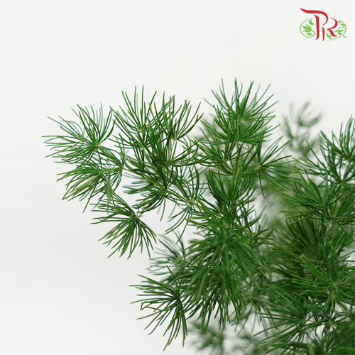Fish Leaf -