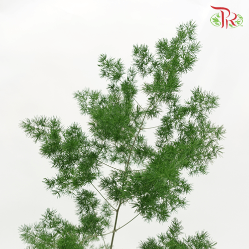 Fish Leaf -