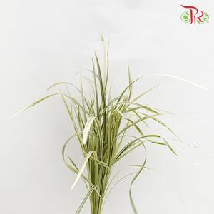 HW Beargrass White Leaf (Ophiopogon) - Default Title