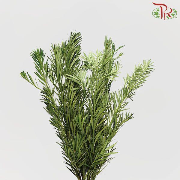 HW Carnation Leaf -