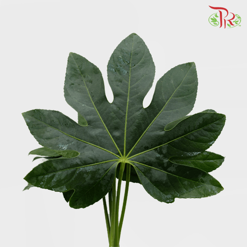 HW Fatsia Leaf - 9-10 stems