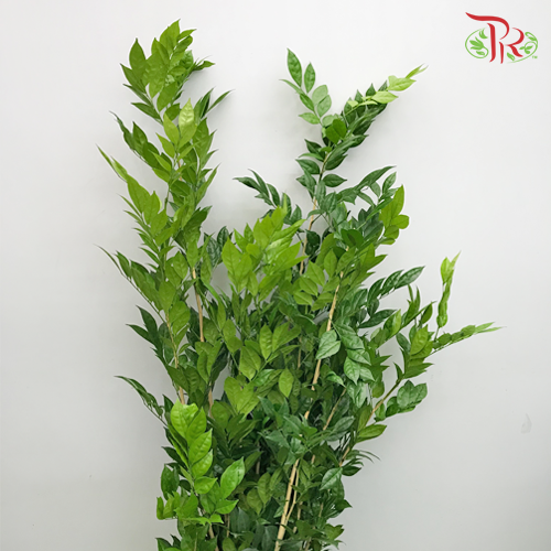 HW Jasmine Leaf Murraya - 10 stems