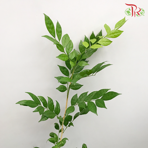 HW Jasmine Leaf Murraya -