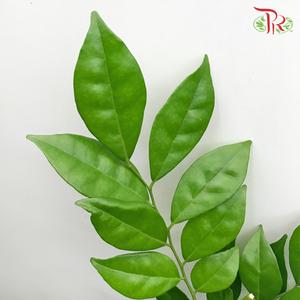 HW Jasmine Leaf Murraya -