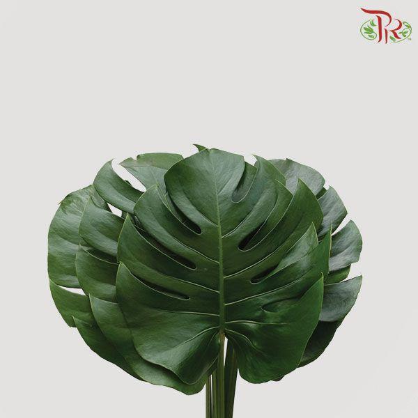 HW Monstera - 5 stems
