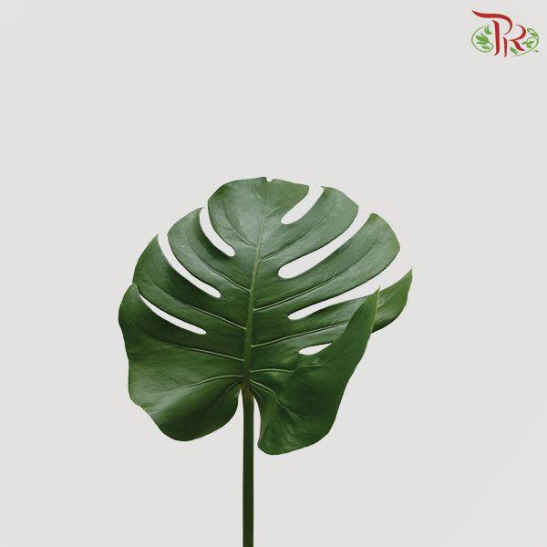 HW Monstera -