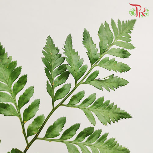 HW Paku Leaf -