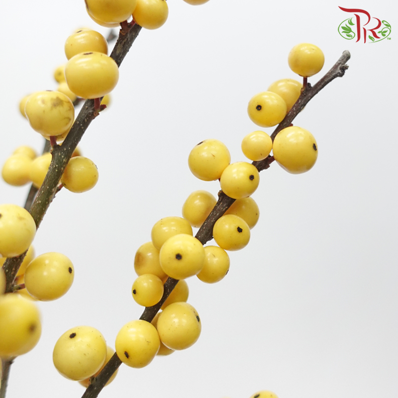 Ilex -