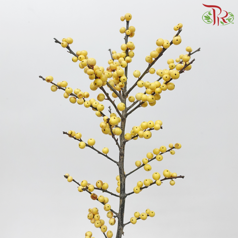 Ilex -