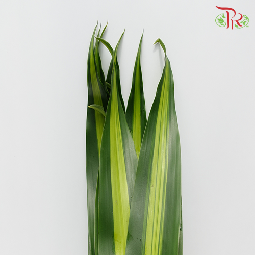 Iron Leaf (Massengana) -