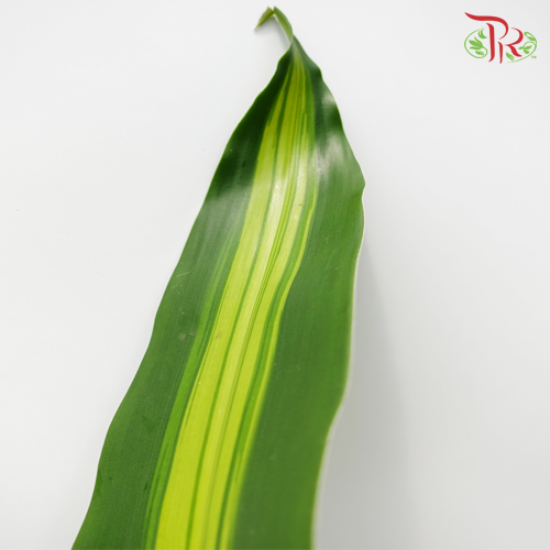 Iron Leaf (Massengana) -