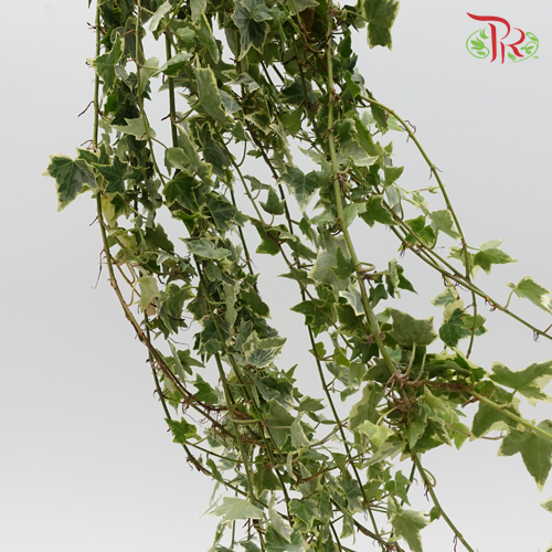 Ivy Leaf (Hedera) - Two Tone