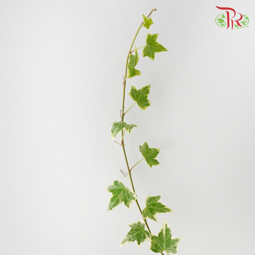 Ivy Leaf (Hedera) -