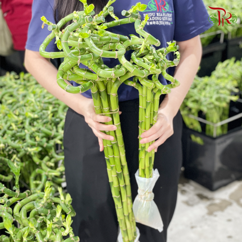 Lucky Bamboo《幸运竹》 -