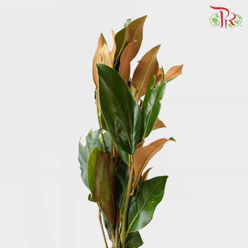 Magnolia Leaf -