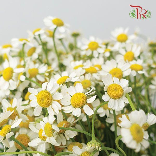 Matricaria -