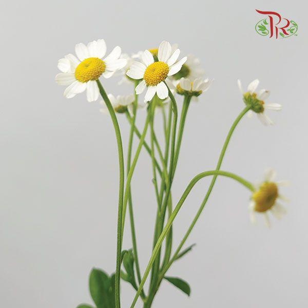 Matricaria -