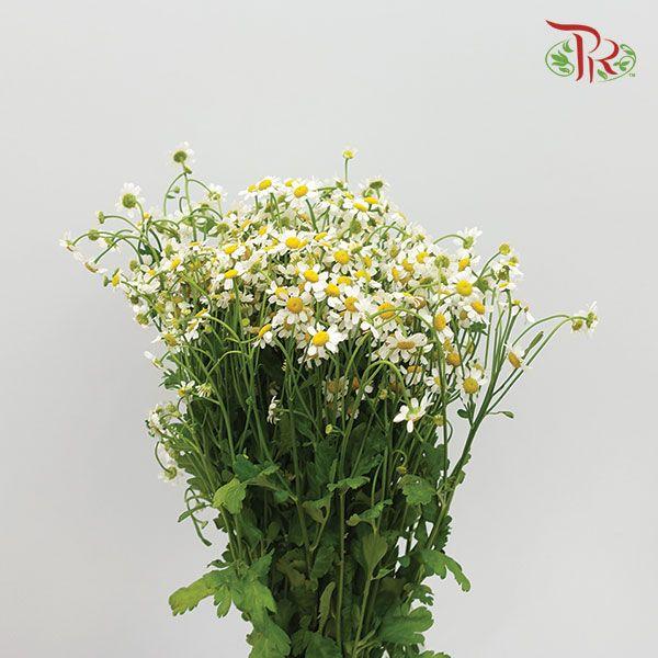 Matricaria -