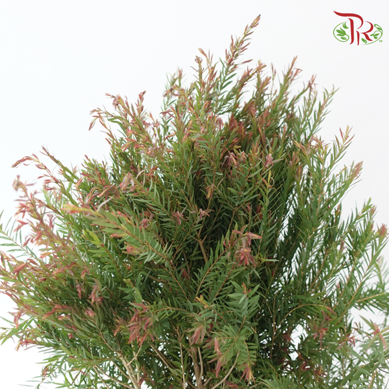 Melaleuca Alternifolia -