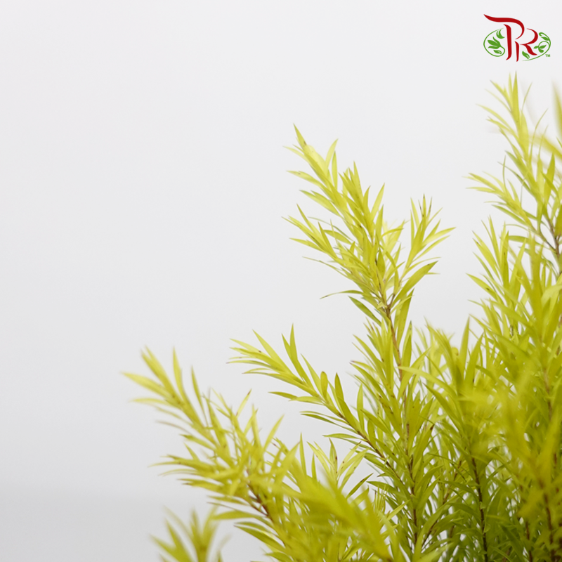 Melaleuca Gold Leaf - Greenish Yellow per bunch