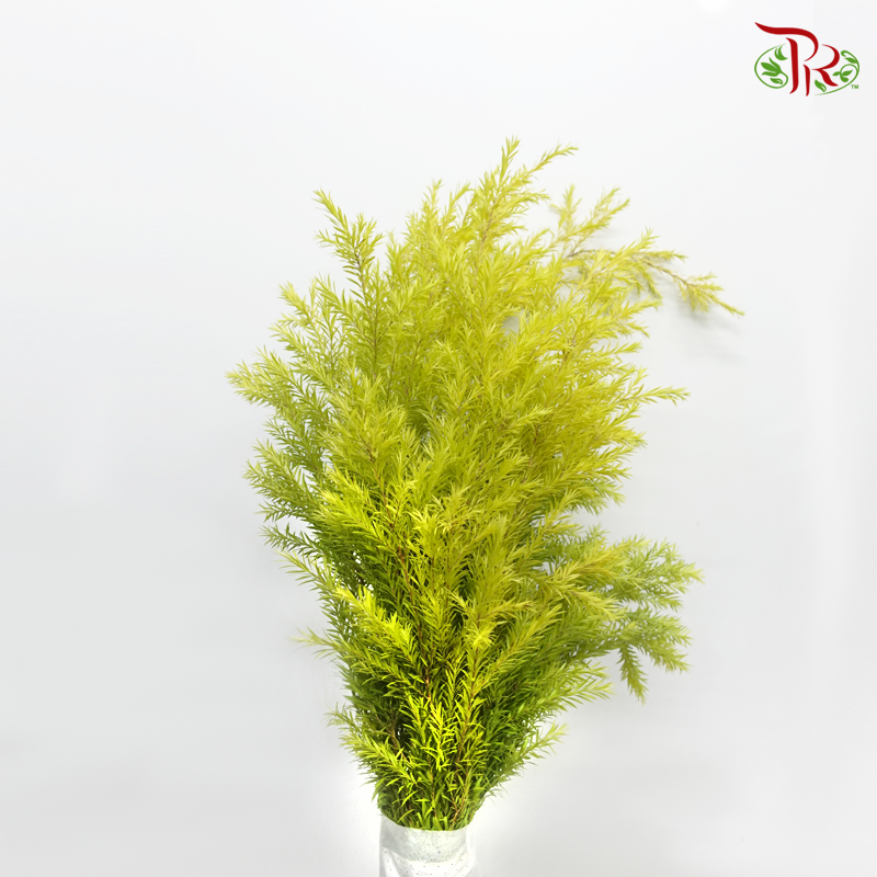 Melaleuca Gold Leaf -