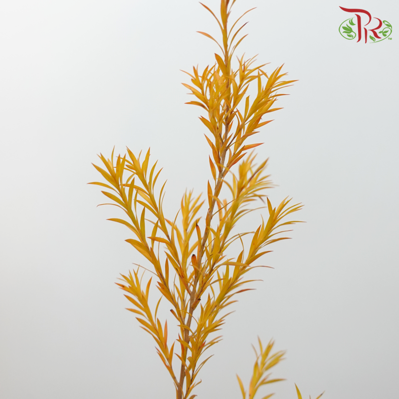 Melaleuca Gold Leaf - Orange per bunch