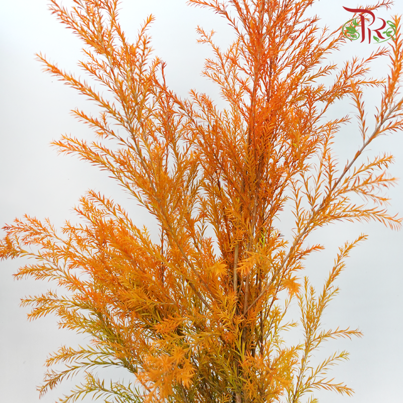 Melaleuca Gold Leaf -