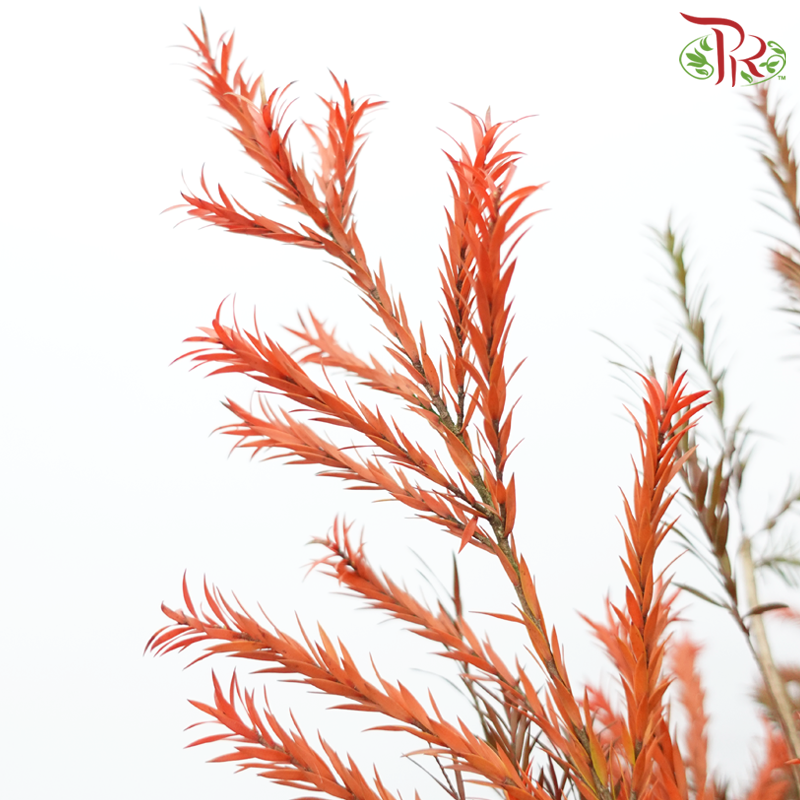 Melaleuca Gold Leaf - Red per bunch