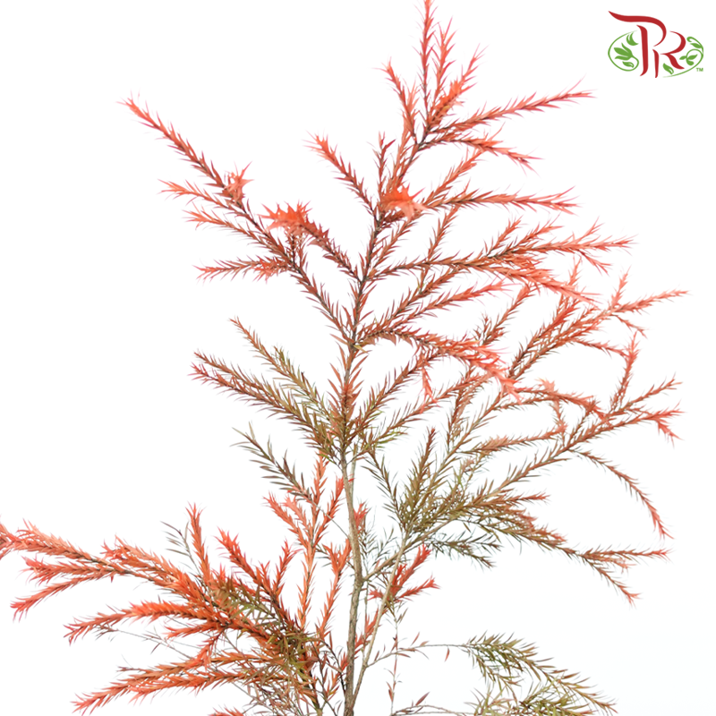 Melaleuca Gold Leaf -