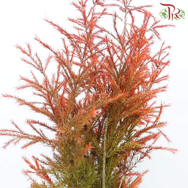 Melaleuca Gold Leaf -