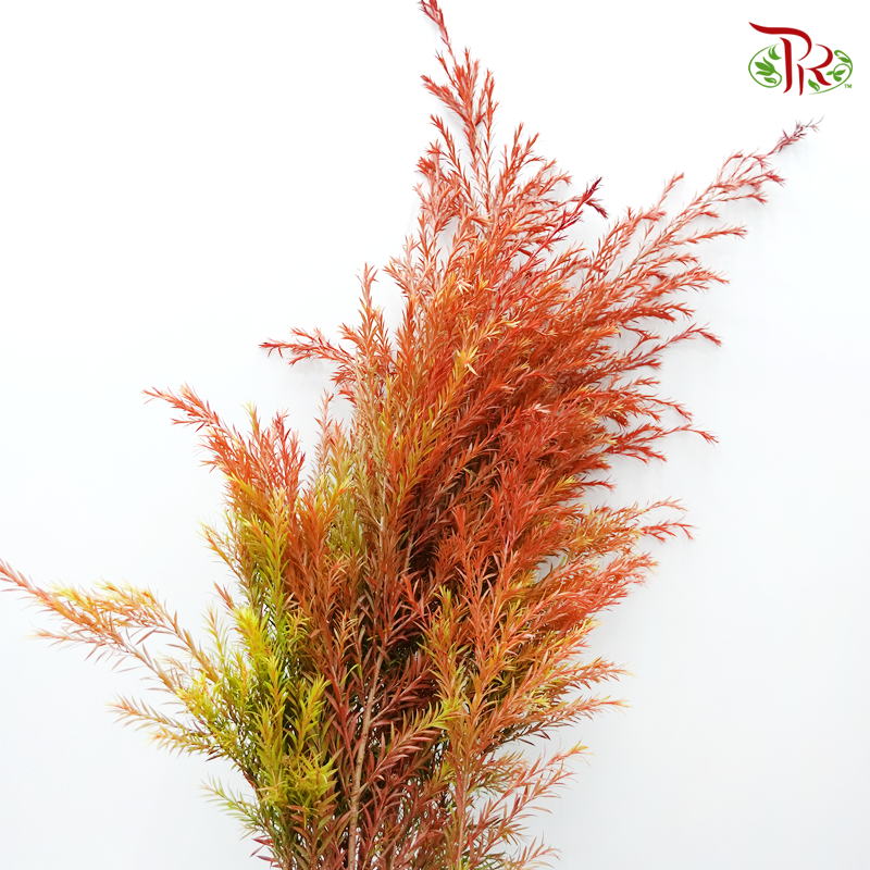 Melaleuca Gold Leaf -